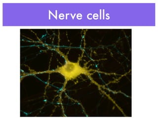 Nerve cells
 
