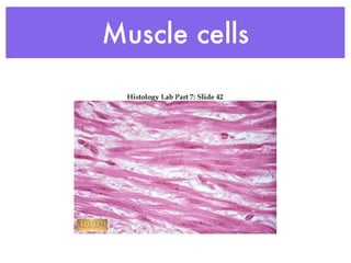 Muscle cells
 