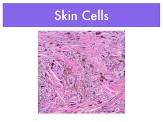 Skin Cells
 