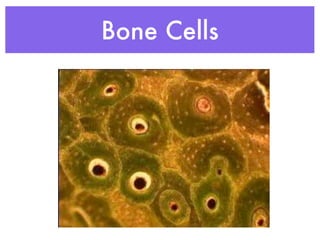 Bone Cells
 