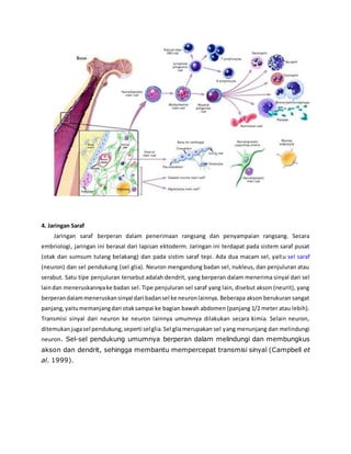 4. Jaringan Saraf 
Jaringan saraf berperan dalam penerimaan rangsang dan penyampaian rangsang. Secara 
embriologi, jaringan ini berasal dari lapisan ektoderm. Jaringan ini terdapat pada sistem saraf pusat 
(otak dan sumsum tulang belakang) dan pada sistim saraf tepi. Ada dua macam sel, yait u sel saraf 
(neuron) dan sel pendukung (sel glia). Neuron mengandung badan sel, nukleus, dan penjuluran atau 
serabut. Satu tipe penjuluran tersebut adalah dendrit, yang berperan dalam menerima sinyal dari sel 
lain dan meneruskannya ke badan sel. Tipe penjuluran sel saraf yang lain, disebut akson (neurit), yang 
berperan dalam meneruskan sinyal dari badan sel ke neuron lainnya. Beberapa akson berukuran sangat 
panjang, yaitu memanjang dari otak sampai ke bagian bawah abdomen (panjang 1/2 meter atau lebih). 
Transmisi sinyal dari neuron ke neuron lainnya umumnya dilakukan secara kimia. Selain neuron, 
ditemukan juga sel pendukung, seperti sel glia. Sel glia merupakan sel yang menunjang dan melindungi 
neuron. Sel-sel pendukung umumnya berperan dalam melindungi dan membungkus 
akson dan dendrit, sehingga membantu mempercepat transmisi sinyal (Campbell et 
al. 1999). 
 
