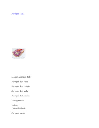 Jaringan Ikat 
Macam Jaringan ikat: 
Jaringan ikat biasa 
Jaringan ikat longgar 
Jaringan ikat padat 
Jaringan ikat khusus 
Tulang rawan 
Tulang 
Darah dan limfe 
Jaringan lemak 
 