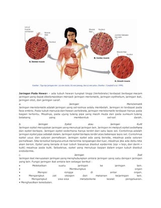 Jaringan Pada Hewan – ada tubuh hewan tungkat tinggi (Vertebrata) terdapat berbagai macam 
jaringan yang dapat dikelompokkan menjadi jaringan merismatik, jaringan epithelium, jaringan ikat, 
jaringan otot, dan jaringan saraf. 
a. Jaringan Meristematik 
Jaringan meristematik adalah jaringan yang sel-selnya selalu membelah. Jaringan ini terdapat pada 
fase embrio. Pada tubuh manusia dan hewan vertebrata, jaringan meristematik terdapat hanya pada 
bagian tertentu. Misalnya, pada ujung tulang pipa yang masih muda dan pada sumsum tulang 
belakang yang membentuk sel-sel darah. 
b. Jaringan Epitel atau Jaringan Kulit 
Jaringan epitel merupakan jaringan yang menutupi jaringan lain. Jaringan ini meliputi epitel sederhana 
dan epitel berlapis. Jaringan epitel sederhana hanya terdiri dari satu lapis sel. Contohnya adalah 
jaringan epitel pipa sebelah dalam. Jaringan epitel berlapis terdiri atas beberapa lapis sel. Contohnya 
epitel usus dan saluran pernafasan. Jaringan epitel ada yang bersilia, misalnya pada saluran 
pernafasan. Silia tersebut berguna untuk menerima rangsangan dari luar, misalnya jika ada debu kita 
akan bersin. Epitel yang berada di luar tubuh biasanya disebut epidermis (epi = tepi, dan derm = 
kulit) misalnya pada kulit. Sebaiknya, epitel yang menutupi bagian dalam organ tubuh disebut 
endodermis. 
c. Jaringan Ikat 
Jaringan ikat merupakan jaringan yang menghubungkan antara jaringan yang satu dengan jaringan 
yang lain. Fungsi jaringan ikat antara lain sebagai berikut : 
• Melekatkan suatu jaringan ke jaringan lain. 
• Membungkus organ 
• Mengisi rongga di antar organ. 
• Mengangkut zat oksigen dan makanan kejaringan lain. 
• Mengangkut sisa-sisa metabolisme kealat pengeluaran. 
• Menghasilkan kekebalan. 
 