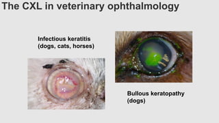 The CXL in veterinary ophthalmology
Infectious keratitis
(dogs, cats, horses)
Bullous keratopathy
(dogs)
 