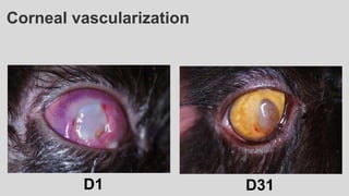 D1 D31
Corneal vascularization
 
