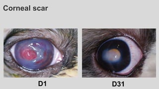 Corneal scar
D1 D31
 