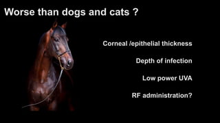 Worse than dogs and cats ?
Corneal /epithelial thickness
Depth of infection
Low power UVA
RF administration?
 