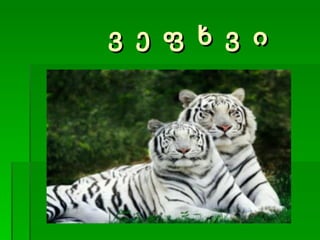 ვ ე ფ ხ ვ ი 