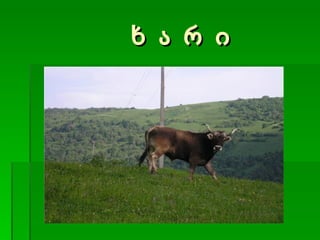 ხ ა რ ი 