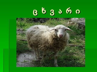 ც ხ ვ ა რ ი 