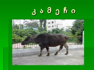 კ ა მ ე ჩ ი 