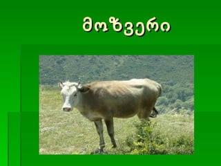 მოზვერი 