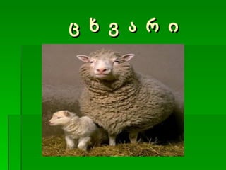 ც ხ ვ ა რ ი 