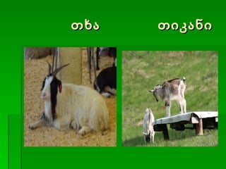 თხა  თიკანი 