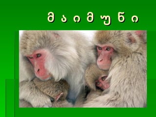 მ ა ი მ უ ნ ი 