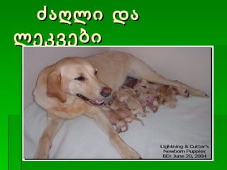 ძაღლი და ლეკვები 