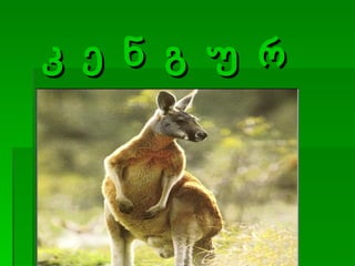 კ ე ნ გ უ რ უ 