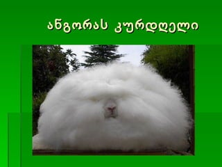 ანგორას კურდღელი 