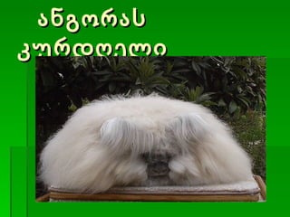 ანგორას კურდღელი 