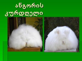 ანგორის კურდღელი 