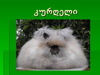 კურღელი 