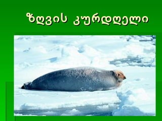 ზღვის კურდღელი 