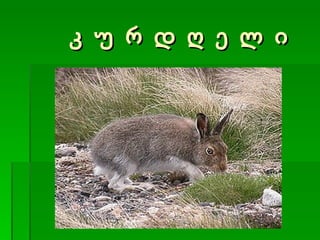 კ უ რ დ ღ ე ლ ი 