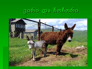 ვირი და ჩოჩორი 