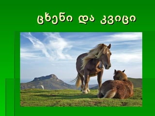 ცხენი და კვიცი 