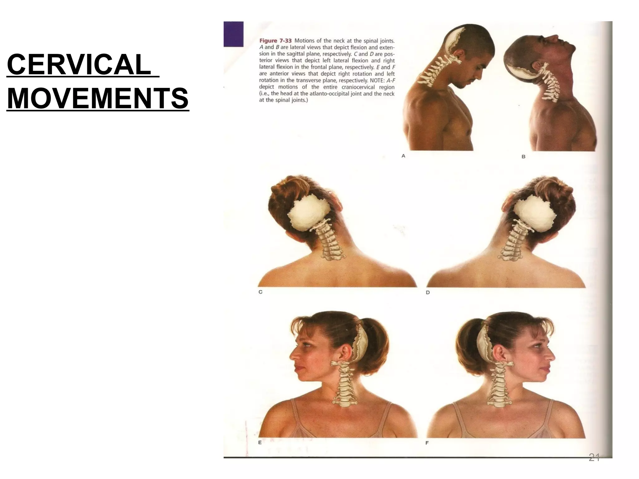 Cervical spine: anatomy, biomechanics and pathomechanics | PDF