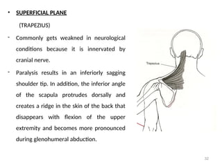 Cervical spine: anatomy, biomechanics and pathomechanics | PPT