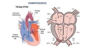 Emeee EMBRYOGENESIS
 
