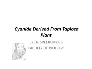Cyanide Derived From Tapioca
Plant
BY Dr. SREEREMYA.S
FACULTY OF BIOLOGY
 