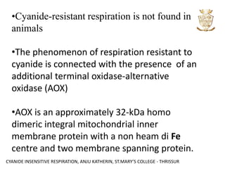 CYANIDE INSENSITIVE RESPIRATION, ANJU KATHERIN, ST.MARY’S COLLEGE - THRISSUR
•Cyanide-resistant respiration is not found in
animals
•The phenomenon of respiration resistant to
cyanide is connected with the presence of an
additional terminal oxidase-alternative
oxidase (AOX)
•AOX is an approximately 32-kDa homo
dimeric integral mitochondrial inner
membrane protein with a non heam di Fe
centre and two membrane spanning protein.
 