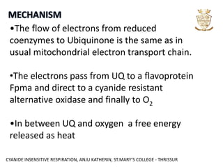 CYANIDE INSENSITIVE RESPIRATION, ANJU KATHERIN, ST.MARY’S COLLEGE - THRISSUR
•The flow of electrons from reduced
coenzymes to Ubiquinone is the same as in
usual mitochondrial electron transport chain.
•The electrons pass from UQ to a flavoprotein
Fpma and direct to a cyanide resistant
alternative oxidase and finally to O2
•In between UQ and oxygen a free energy
released as heat
 