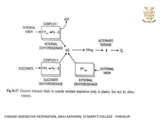 CYANIDE INSENSITIVE RESPIRATION, ANJU KATHERIN, ST.MARY’S COLLEGE - THRISSUR
 
