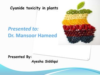 Presented to:
Dr. Mansoor Hameed
Presented By:
Ayesha Siddiqui
Cyanide toxicity in plants
 