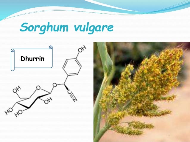 Cyanide toxicity in plants
