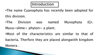 Cyanobactaria its growth, reproduction and Economic importance