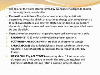  The color of the water blooms formed by cyanobacteria depends on ratio
of these pigments to each other.
 Chromatic adaptation – The phenomena where pigmentation is
determined by quality of light or capacity to change color complementary
to light. Cyanobacteria use different strategies for doing so like sensory
rhodopsins, phytochromes and membrane associated receptors that sense
UV and blue light.
 There are various subcellular organelles observed in cynobacterial cells
1. RIBOSOMES (70 S) which are involved in protien synthesis.
2. POLYPHOSPHATE BODIES which are sites of phosphorus storage
3. CARBOXYSOMES also called polyhedral bodies which contain enzyme
Ribulose- 1,5 bisphosphate carboxylase that is responsible for C02
fixation
4. GAS VACOULES / AEROTPOES measuring about 15 micrometre in
diameter and 1 micrometre in length. This structure regulates cell
buoyancy such that cells can retain a position in water column
 