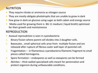 NUTRITION
 They require nitrate or ammonia as nitrogen source
 They are mostly obligate phototrophs that are unable to grow in dark
 Few grow in dark on glucose using sugar as both cabon and energy source
 Media used for growing them is BG 11 medium ( liquid broth) optimized
for their growth and maintainence
REPRODUCTION
 Asexual reproudction is seen in cyanobacteria
1. Binary fission where parent cell divides into 2 daughter cells.
2. Baeocytes , small spherical cells arise from multiple fission and are
released after rupture of fibrous outer wall layer of parental cell.
3. Fragemtation – in filamentous cyanobacteria filaments fragment to small
pieces called hormogonia.
4. Spore formation – endospores as well as exospores can be formed
5. Akinites – thick walled specialized cells meant for perennation and
protect organism during unfavourable conditions.
 