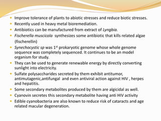  Improve tolerance of plants to abiotic stresses and reduce biotic stresses.
 Recently used in heavy metal bioremediation.
 Antibiotics can be manufactured from extract of Lyngbia.
 Fischerella muscicola synthesizes some antibiotic that kills related algae
(fischerellin)
 Synechocystic sp was 1st prokaryotic genome whose whole genome
sequence was completely sequenced. It continues to be an model
organism for study.
 They can be used to generate renewable energy by directly converting
sunlight into electricity.
 Sulfate polysaccharides secreted by them exhibit antitumor,
antimutagenic,antifungal and even antiviral action against HIV , herpes
and hepatitis.
 Some secondary metabolites produced by them are algicidal as well.
 Cyanovin secretes this secondary metabolite having anti HIV activity
 Edible cyanobacteria are also known to reduce risk of cataracts and age
related macular degeneration.
 