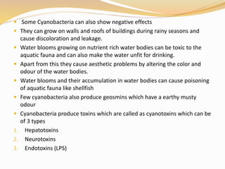  Some Cyanobacteria can also show negative effects
 They can grow on walls and roofs of buildings during rainy seasons and
cause discoloration and leakage.
 Water blooms growing on nutrient rich water bodies can be toxic to the
aquatic fauna and can also make the water unfit for drinking.
 Apart from this they cause aesthetic problems by altering the color and
odour of the water bodies.
 Water blooms and their accumulation in water bodies can cause poisoning
of aquatic fauna like shellfish
 Few cyanobacteria also produce geosmins which have a earthy musty
odour
 Cyanobacteria produce toxins which are called as cyanotoxins which can be
of 3 types
1. Hepatotoxins
2. Neurotoxins
3. Endotoxins (LPS)
 