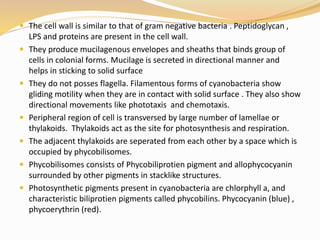  The cell wall is similar to that of gram negative bacteria . Peptidoglycan ,
LPS and proteins are present in the cell wall.
 They produce mucilagenous envelopes and sheaths that binds group of
cells in colonial forms. Mucilage is secreted in directional manner and
helps in sticking to solid surface
 They do not posses flagella. Filamentous forms of cyanobacteria show
gliding motility when they are in contact with solid surface . They also show
directional movements like phototaxis and chemotaxis.
 Peripheral region of cell is transversed by large number of lamellae or
thylakoids. Thylakoids act as the site for photosynthesis and respiration.
 The adjacent thylakoids are seperated from each other by a space which is
occupied by phycobilisomes.
 Phycobilisomes consists of Phycobiliprotien pigment and allophycocyanin
surrounded by other pigments in stacklike structures.
 Photosynthetic pigments present in cyanobacteria are chlorphyll a, and
characteristic biliprotien pigments called phycobilins. Phycocyanin (blue) ,
phycoerythrin (red).
 