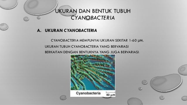 Cyanobacteria