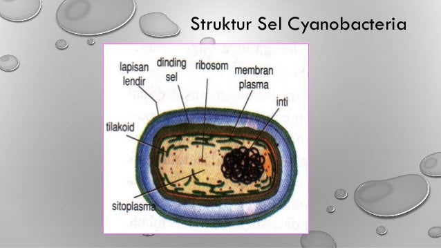 Cyanobacteria