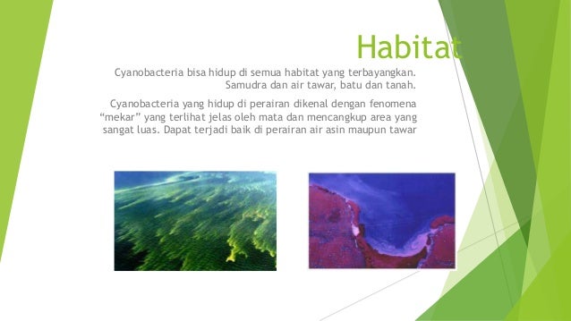 Cyanobacteria