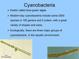 Cyanobacteria
 Earlier called blue-green algae
 Modern-day cyanobacteria include some 2000
species in 150 genera and 5 orders, with a great
variety of shapes and sizes.
 Ecologically, there are three major groups of
cyanobacteria in the aquatic environment.
 