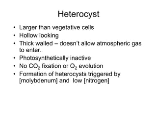 Cyanobacteria | PPT