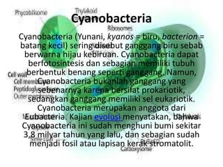 Cyanobacteria
Cyanobacteria (Yunani, kyanos = biru, bacterion =
batang kecil) sering disebut ganggang biru sebab
berwarna hijau kebiruan. Cyanobacteria dapat
berfotosintesis dan sebagian memiliki tubuh
berbentuk benang seperti ganggang. Namun,
Cyanobacteria bukanlah ganggang yang
sebenarnya karena bersifat prokariotik,
sedangkan ganggang memiliki sel eukariotik.
Cyanobacteria merupakan anggota dari
Eubacteria. Kajian evolusi menyatakan, bahwa
Cyanobacteria ini sudah menghuni bumi sekitar
3,8 milyar tahun yang lalu, dan sebagian sudah
menjadi fosil atau lapisan kerak stromatolit.
 